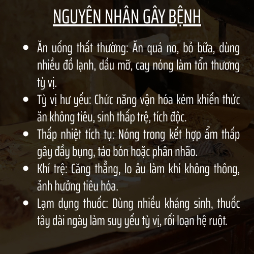Đông Cát Đường - Tra thao mộc - thông tiêu hóa, giảm đầy bụng, ăn không tiêu, táo bón, thải ruột giảm độc tố