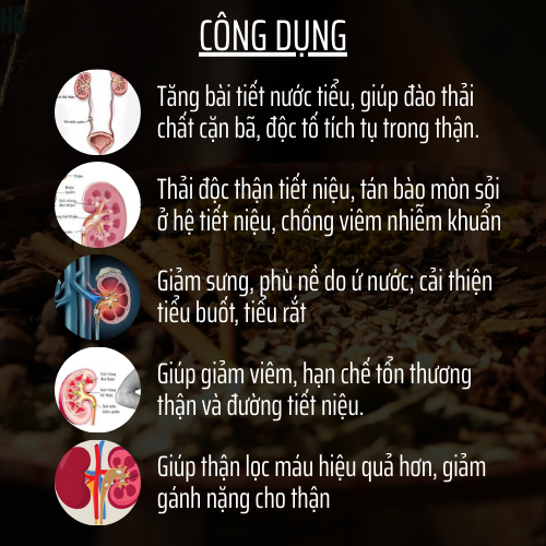 Trà Thải Độc Thận & Tiết Niệu & Tán sỏi - Đông Cát Đường - làm sạch thận, Giảm Tiểu Buốt, tiểu đêm, tiểu rắt, đau thắt