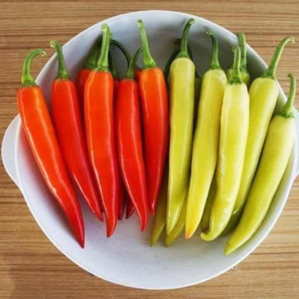 Hạt Giống Ớt Huế Ăn Cực Cay Thơm, Cây Lâu Năm Rất Dễ Trồng
