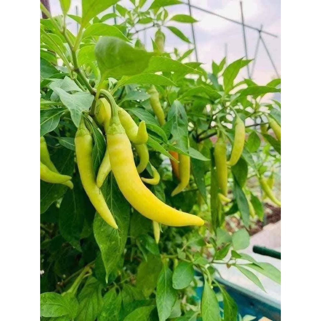 Hạt Giống Ớt Huế Ăn Cực Cay Thơm, Cây Lâu Năm Rất Dễ Trồng