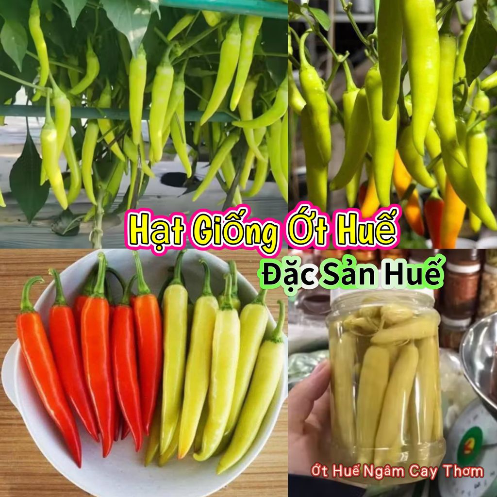 Hạt Giống Ớt Huế Ăn Cực Cay Thơm, Cây Lâu Năm Rất Dễ Trồng