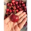 CHERRY MỸ GIÒN NGỌT