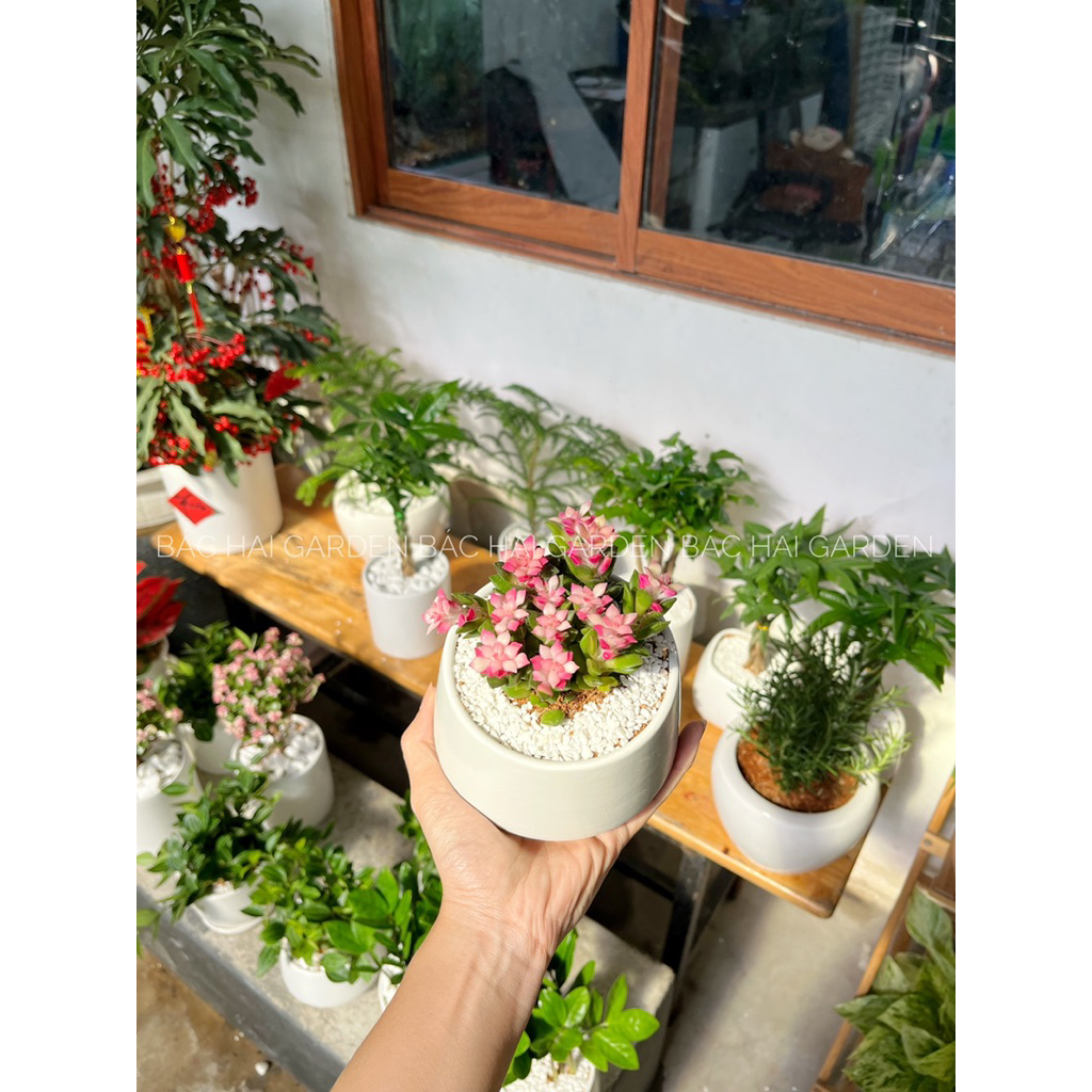 Sen đá hồng sao để bàn dễ chăm- Cây xanh quà tặng