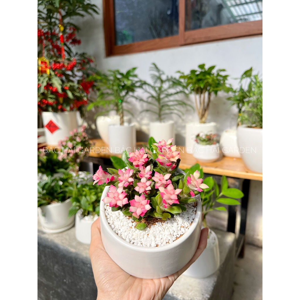 Sen đá hồng sao để bàn dễ chăm- Cây xanh quà tặng