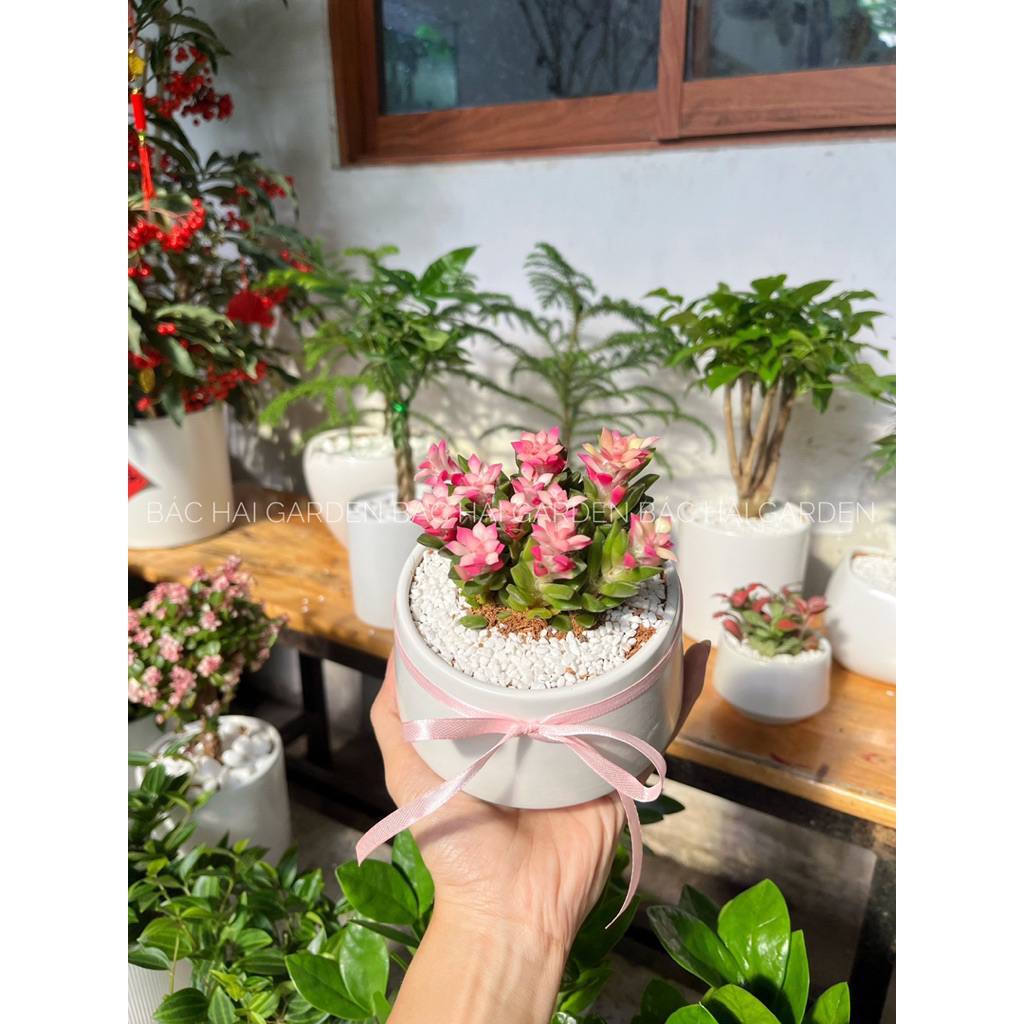 Sen đá hồng sao để bàn dễ chăm- Cây xanh quà tặng