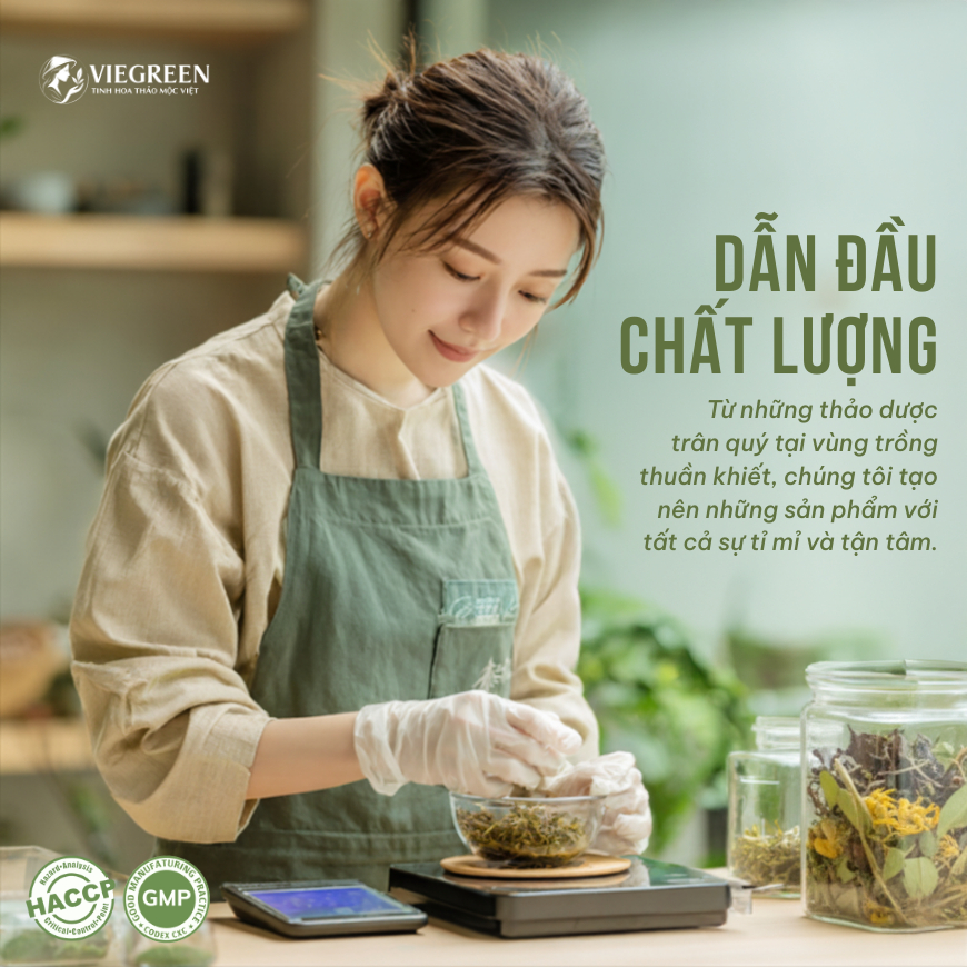 Combo 2 Trà Túi Lọc Búp Ổi + Cà Gai Leo VIEGREEN 50x3g + 50x3g, GMP HACCP