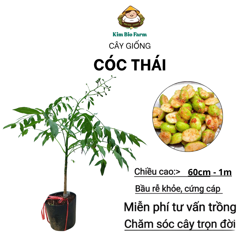 Cây Giống Cóc Thái – Giống Cao Sản, Trái Giòn Chua Ngọt, Dễ Trồng & Cực Sai Trái