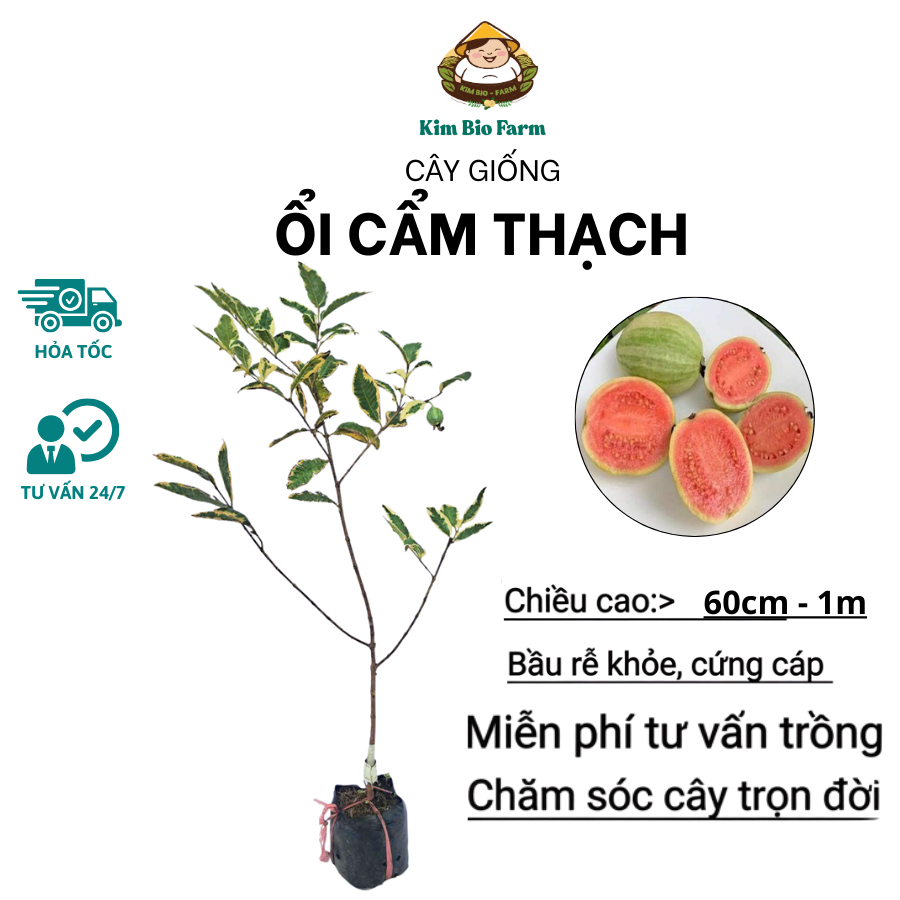 Cây Giống Ổi Cẩm Thạch – Cây Cảnh Lá Đốm Xanh Trắng, Dễ Trồng, Trang Trí Sân Vườn