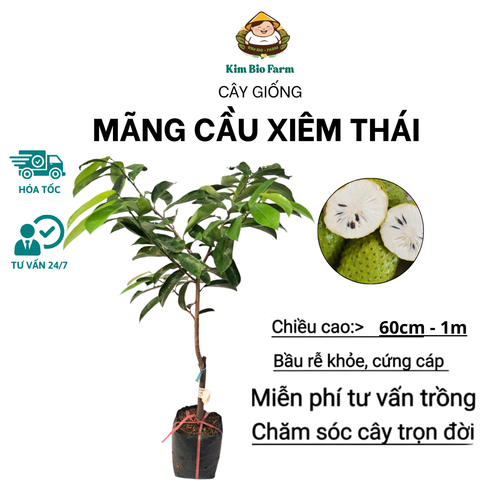 Cây Giống Mãng Cầu Xiêm Thái – Trái To Nhiều Cơm, Cực Sai Quanh Năm