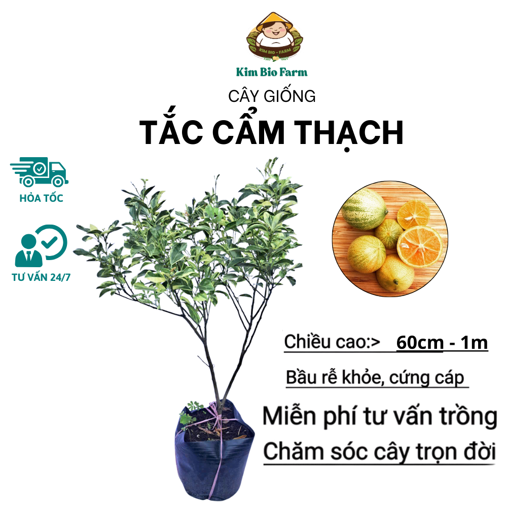 Cây Tắc Cẩm Thạch Sẵn Trái KimBioFarm - Chuẩn Giống, Sẵn Trái, Dễ Trồng