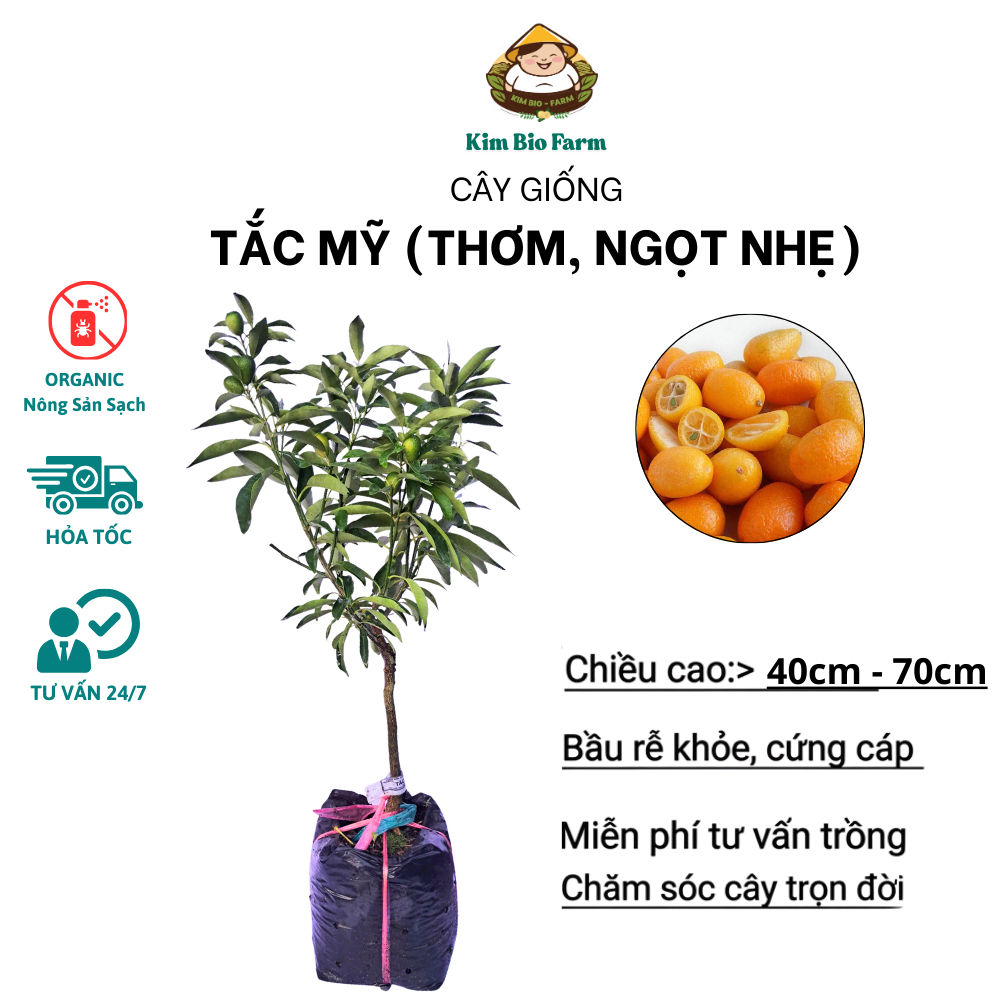 Cây Tắc Mỹ Chuẩn Giống  – Quả To, Vị Chua Dịu, Dễ Chăm Sóc