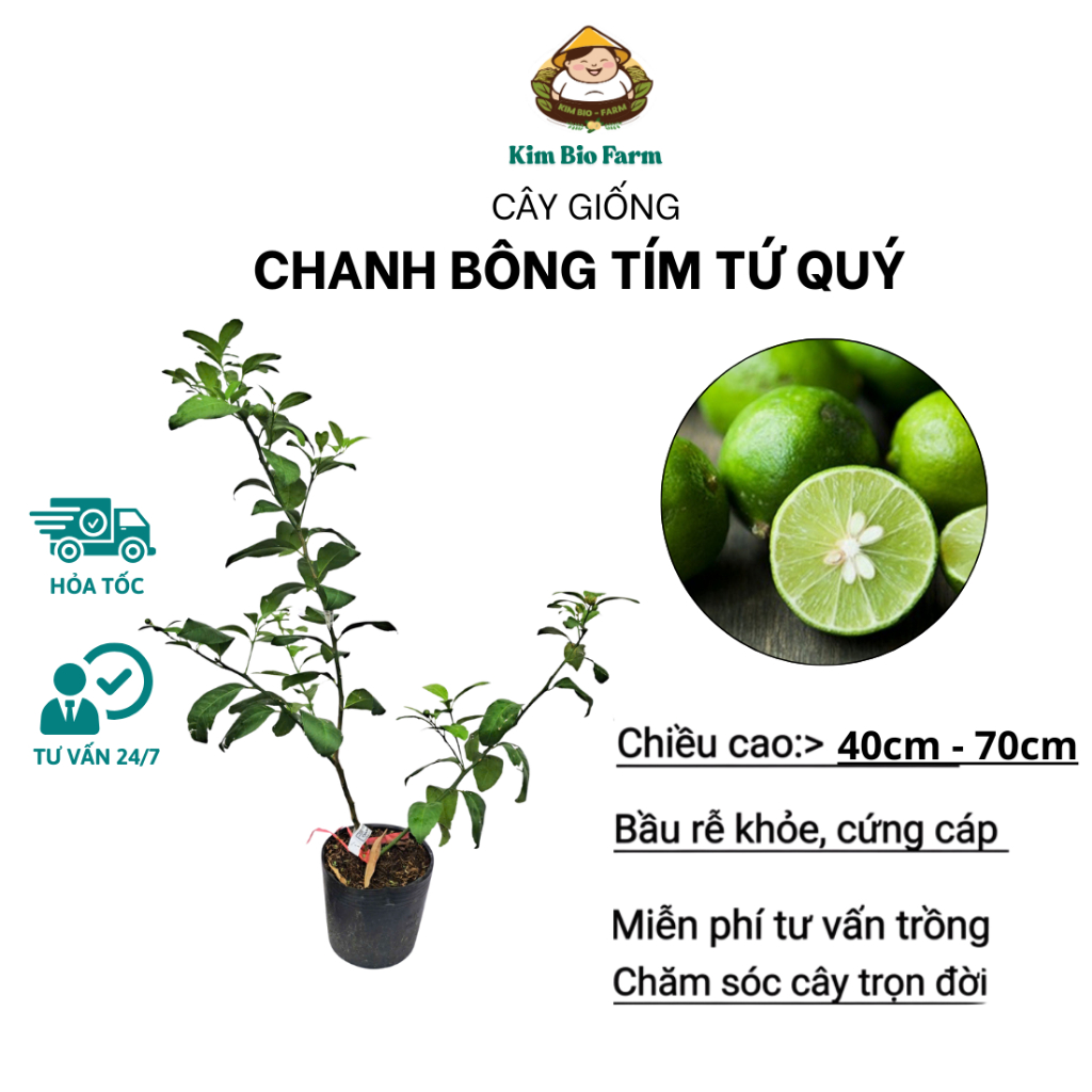 Cây Chanh Bông Tím - Hoa độc lạ, cây ăn quả & trang trí sân vườn