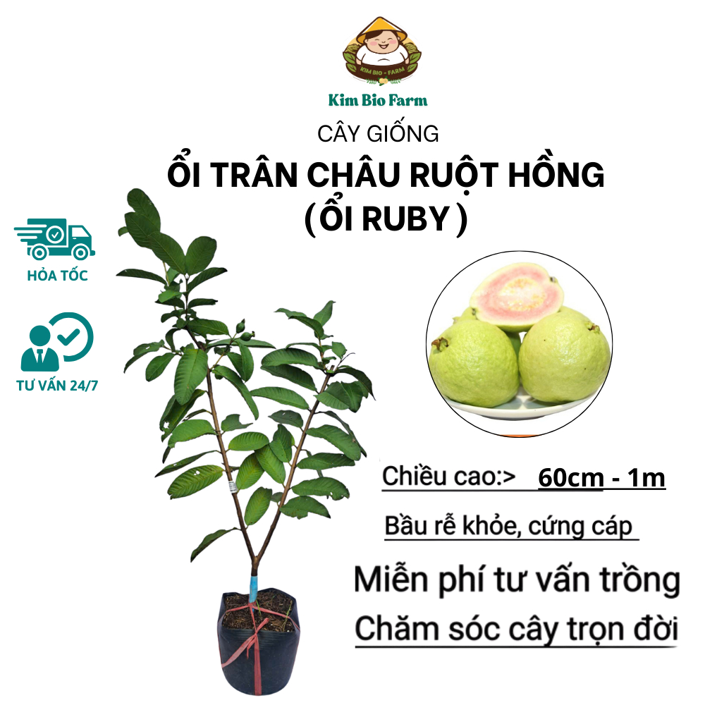 Cây ổi Ruby ruột đỏ - Ít hạt chuẩn giống, trái giòn ngọt, năng suất cao Kimbiofarm
