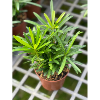 Chậu nhựa nhỏ Cây Tùng La Hán size để bàn - Phong thuỷ, dễ chăm, đẹp mắt - Vườn Như Ngọc