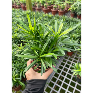 Chậu nhựa nhỏ Cây Tùng La Hán size để bàn - Phong thuỷ, dễ chăm, đẹp mắt - Vườn Như Ngọc