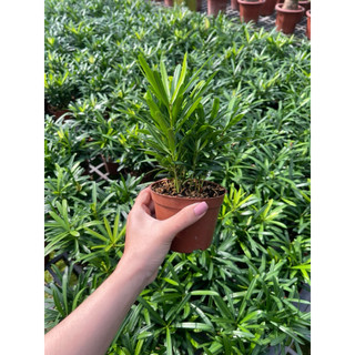 Chậu nhựa nhỏ Cây Tùng La Hán size để bàn - Phong thuỷ, dễ chăm, đẹp mắt - Vườn Như Ngọc