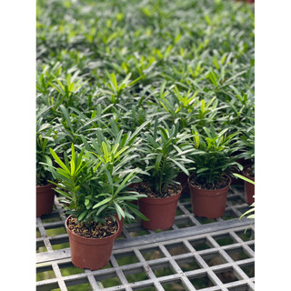 Chậu nhựa nhỏ Cây Tùng La Hán size để bàn - Phong thuỷ, dễ chăm, đẹp mắt - Vườn Như Ngọc