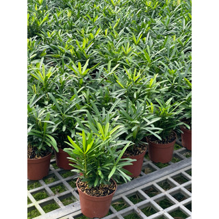 Chậu nhựa nhỏ Cây Tùng La Hán size để bàn - Phong thuỷ, dễ chăm, đẹp mắt - Vườn Như Ngọc