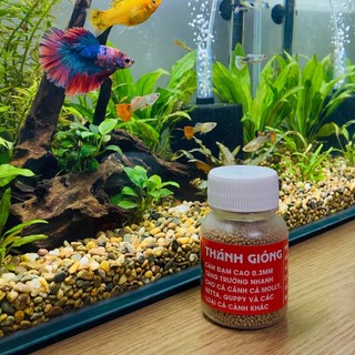 Cám Thánh Gióng Hủ 30g Đạm Cao Viên Nổi Hạt Siêu Siêu Siêu Nhỏ Thức Ăn Cho Cá Betta Guppy Molly