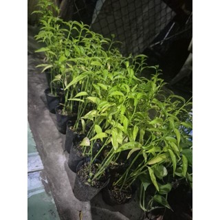 Combo 1 chậu 6 cây xương khỉ - bìm bịp