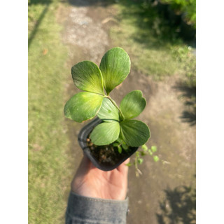 Chậu mini 10-15cm để bàn Thiên Tuế Mexico - phong thuỷ, decor, lọc không khí - Vườn Như Ngọc