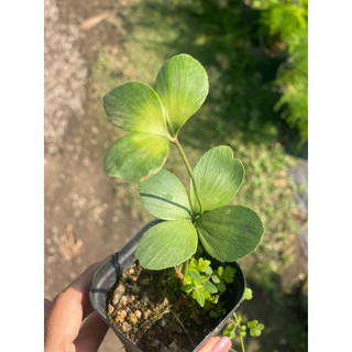 Chậu mini 10-15cm để bàn Thiên Tuế Mexico - phong thuỷ, decor, lọc không khí - Vườn Như Ngọc