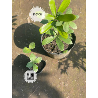 Chậu mini 10-15cm để bàn Thiên Tuế Mexico - phong thuỷ, decor, lọc không khí - Vườn Như Ngọc