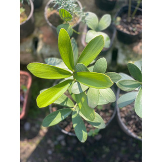 Chậu mini 10-15cm để bàn Thiên Tuế Mexico - phong thuỷ, decor, lọc không khí - Vườn Như Ngọc