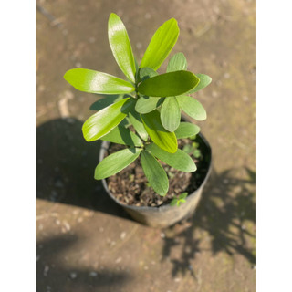 Chậu mini 10-15cm để bàn Thiên Tuế Mexico - phong thuỷ, decor, lọc không khí - Vườn Như Ngọc