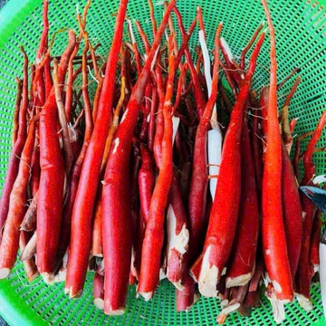 Sâm Cau Đỏ Tươi Hàng loại 1 Chuẩn Rừng Tây Bắc