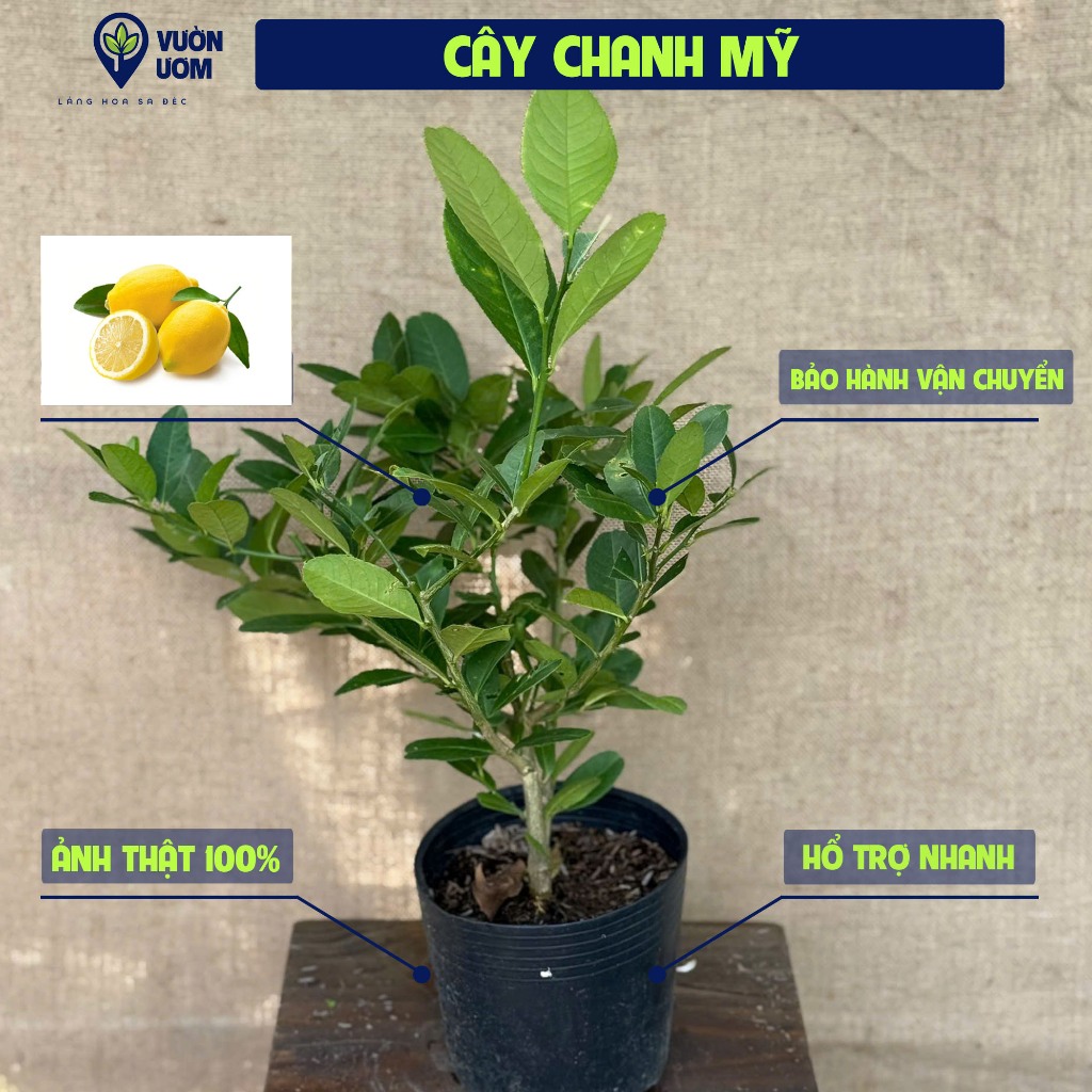 Chậu cây Chanh Mỹ Vàng - Tổng cỡ 35-45 cm - Cho quả nhanh và chịu nắng ...