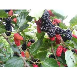 Dâu tằm ngâm đường hủ 1 kg, dâu tằm Đà Lạt nhiều trái thơm ngon.