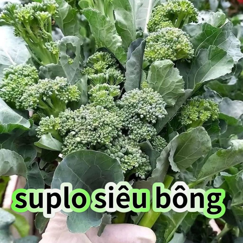 hạt giống suplo baby siêu bông 50 hạt🌈 Thu hoạch cực bền, ăn ngon