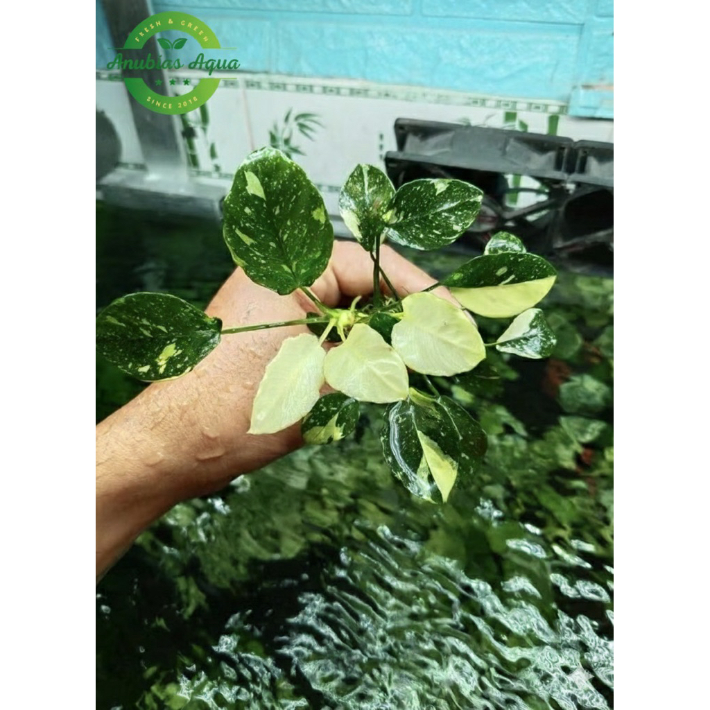 Ráy Var classic ( Anubias Classic Japan Var ) | Shopee Việt Nam