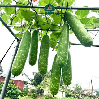 Hạt giống Bầu Sao Lai F1 Siêu Trái (Gói 10 Hạt) Dễ Trồng, Chịu Nhiệt Tốt, Trồng Quanh Năm