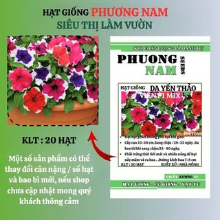 20 Hạt - Hạt Giống Hoa Dạ Yến Thảo Viền F1 Phương Nam