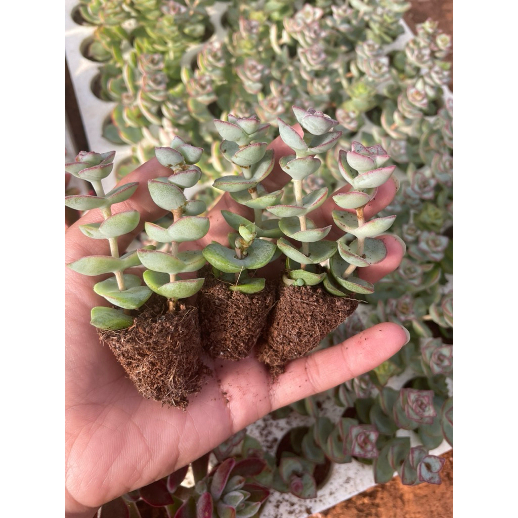Combo 5-10 sen đá xiên thịt 3-5cm , 1 bầu 2 cành LINHDAN GARDEN, lỗi 1 đổi 1!
