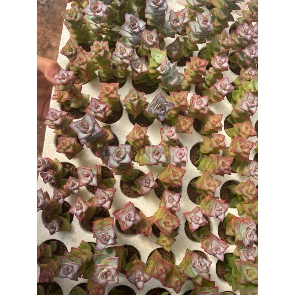 Combo 5-10 sen đá xiên thịt 3-5cm , 1 bầu 2 cành LINHDAN GARDEN, lỗi 1 đổi 1!
