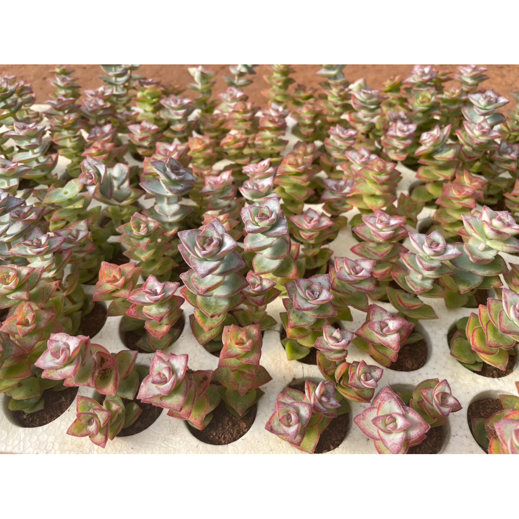 Combo 5-10 sen đá xiên thịt 3-5cm , 1 bầu 2 cành LINHDAN GARDEN, lỗi 1 đổi 1!