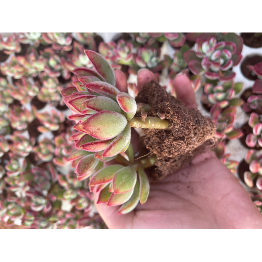 Combo 5 cây sen đá nhung đỏ cây vỉ 3-5cm LINHDAN GARDEN