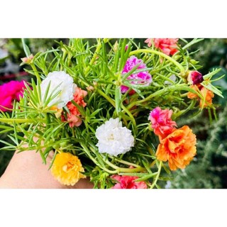 Hoa Mười giờ thái mix nhiều màu vào 1 chậu. trang trí sân vườn thủy sinh