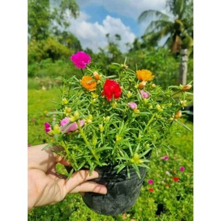 Hoa Mười giờ thái mix nhiều màu vào 1 chậu. trang trí sân vườn thủy sinh