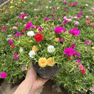 Hoa Mười giờ thái mix nhiều màu vào 1 chậu. trang trí sân vườn thủy sinh