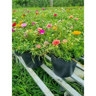 Hoa Mười giờ thái mix nhiều màu vào 1 chậu. trang trí sân vườn thủy sinh