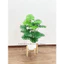 trầu bà thanh xuân monstera 75cm - cây giả decor (hình thật tự chụp 100%)