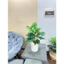 trầu bà thanh xuân monstera 75cm - cây giả decor (hình thật tự chụp 100%)