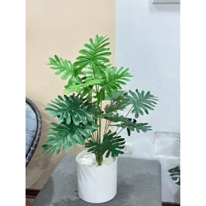 trầu bà thanh xuân monstera 75cm - cây giả decor (hình thật tự chụp 100%)