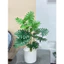 trầu bà thanh xuân monstera 75cm - cây giả decor (hình thật tự chụp 100%)