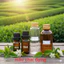 CHIẾT XUẤT TRÀ XANH (VIỆT NAM) 50mL 100mL