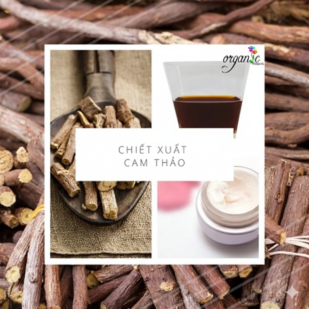 CHIẾT XUẤT RỄ CAM THẢO - LICORICE ROOT EXTRACT (VIỆT NAM)